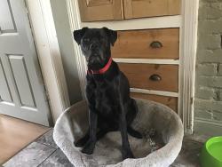 Lost Male Dog last seen River Avon, Bitton, England BS30 6HD