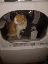 Lost Male Cat last seen Sherling and Labarre , Jefferson, LA 70121
