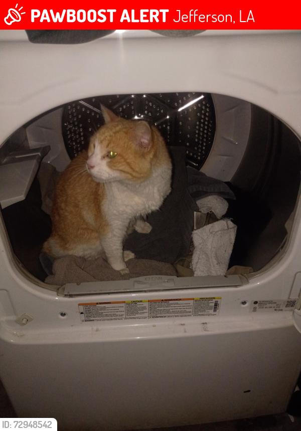 Lost Male Cat last seen Sherling and Labarre , Jefferson, LA 70121