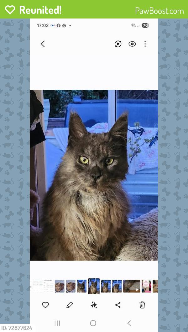 Reunited Male Cat last seen Greenfield road. Dentons Green area, Merseyside, England WA10