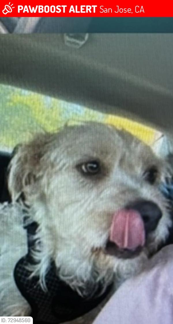 Lost Male Dog last seen Basking Ridge and Wildhorse CT., San Jose, CA 95138