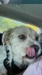 Lost Male Dog last seen Basking Ridge and Wildhorse CT. , San Jose, CA 95138