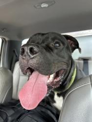 Shelter Stray Male Dog last seen Atlanta, GA 30349, Atlanta, GA 30336