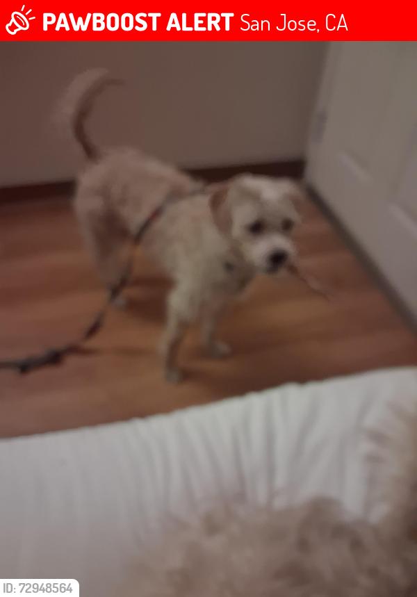 Lost Female Dog last seen Basking Ridge and Wildhorse CT., San Jose, CA 95138