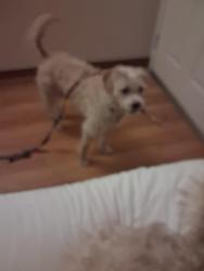 Lost Female Dog last seen Basking Ridge and Wildhorse CT. , San Jose, CA 95138