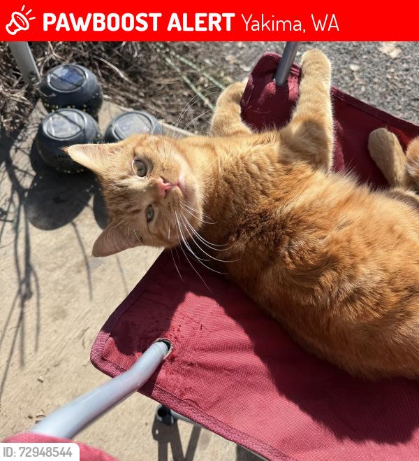 Lost Male Cat last seen Near Gordon rd Yakima , Yakima, WA 98901