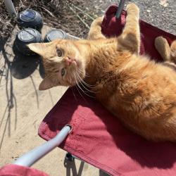 Lost Male Cat last seen Near Gordon rd Yakima , Yakima, WA 98901