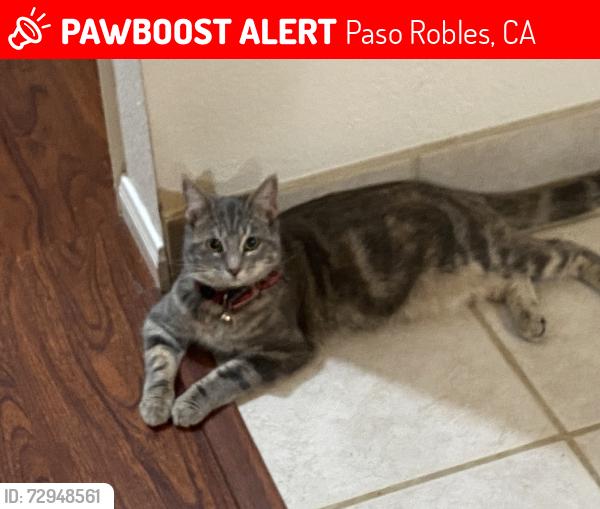 Lost Female Cat last seen Paso Robles high school , Paso Robles, CA 93446