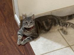 Lost Female Cat last seen Paso Robles high school , Paso Robles, CA 93446