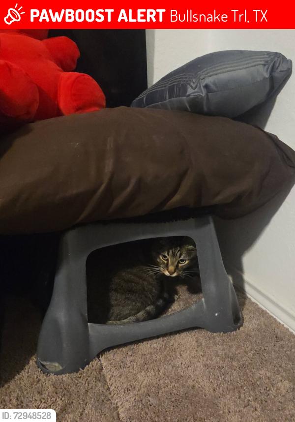 Lost Male Cat last seen Ron rd, Bullsnake Trl, TX 78124