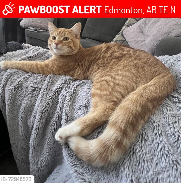 Lost Male Cat last seen 8845-150 Ave NW, Edmonton, AB T5E 2N3