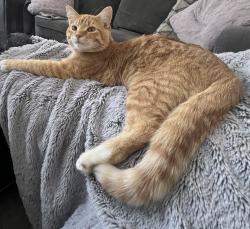 Lost Male Cat last seen 8845-150 Ave NW, Edmonton, AB T5E 2N3