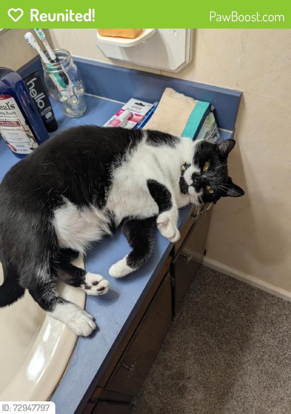 Reunited Female Cat last seen Near Greenock Ave, Fayetteville, NC 28304, USA, Fayetteville, NC 28304