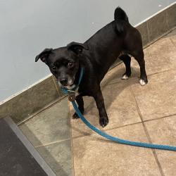 Shelter Stray Female Dog last seen , Red Bank, TN 37415