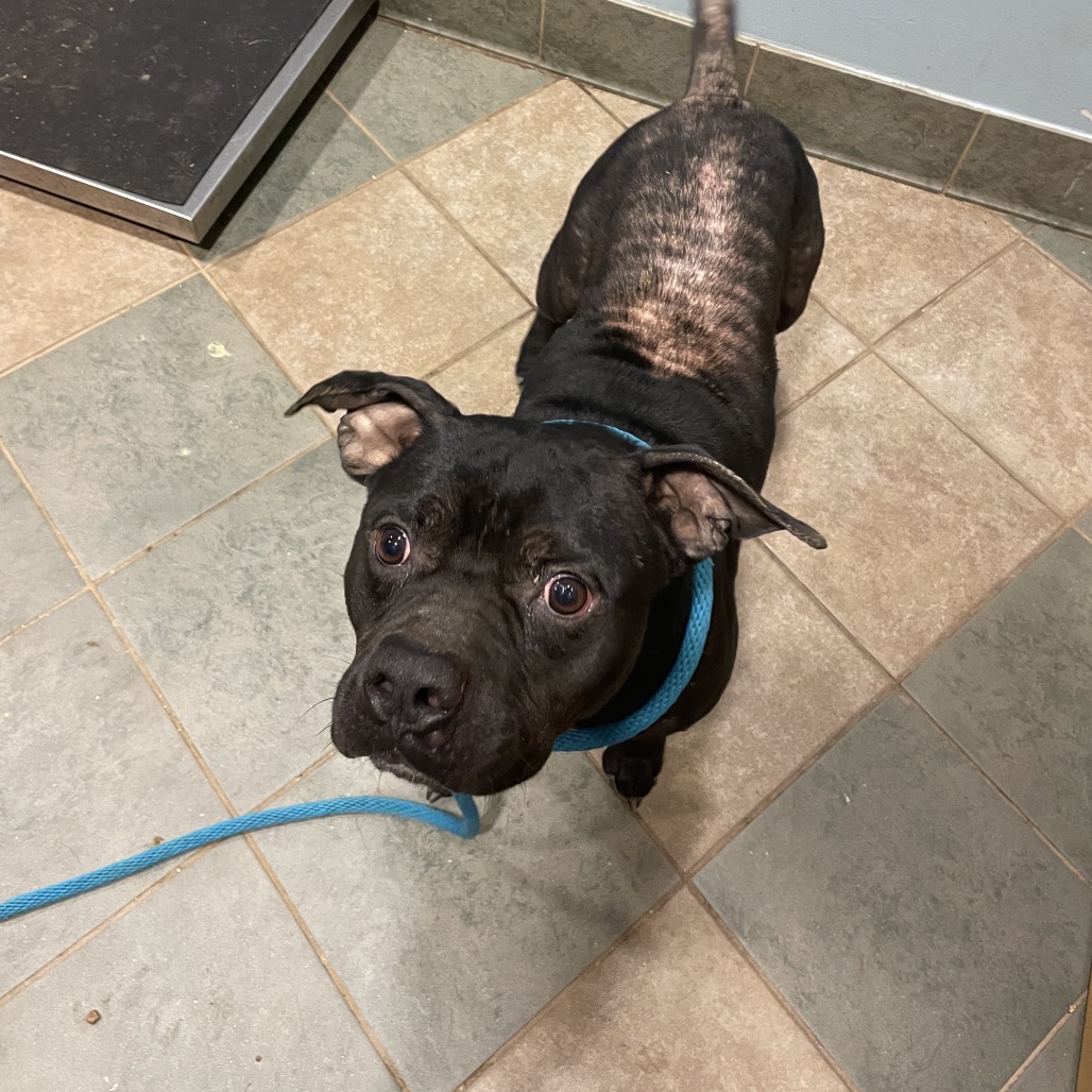 Shelter Stray Male Dog last seen , Red Bank, TN 37415