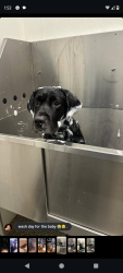 Reunited Male Dog last seen Near Ravenwood loop , Union City, GA 30291