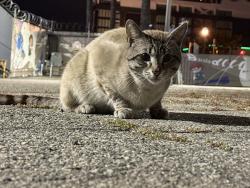 Found/Stray Unknown Cat last seen Selma and Ivar Ave (Hollywood), Los Angeles, CA 90028