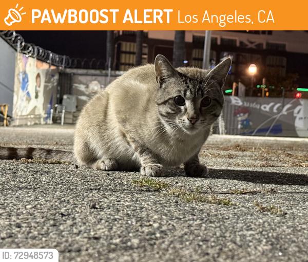 Found/Stray Unknown Cat last seen Selma and Ivar Ave (Hollywood), Los Angeles, CA 90028