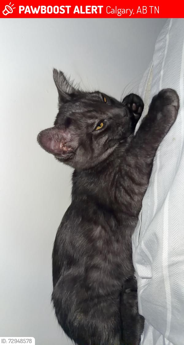 Lost Male Cat last seen Redstone Blvd., Northeast Calgary, Calgary, AB T3N