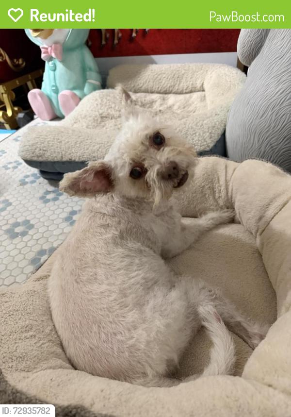 Reunited Female Dog last seen Flower and River ln Santa Ana, Santa Ana, CA 92706