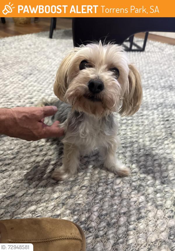 Found/Stray Unknown Dog last seen Tennant street, Torrens Park, SA 5062