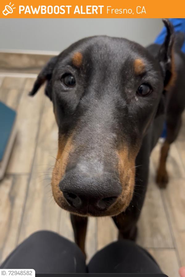 Found/Stray Male Dog last seen 4th Street and E San Ramon Ave, Fresno, CA 93721