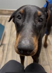 Found/Stray Male Dog last seen 4th Street and E San Ramon Ave, Fresno, CA 93721