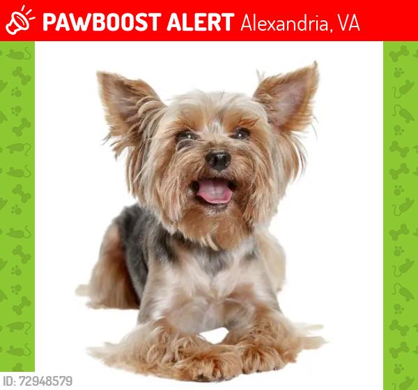 Lost Female Dog last seen She’s blonde on the head and very good driven. Please call, Alexandria, VA 22301