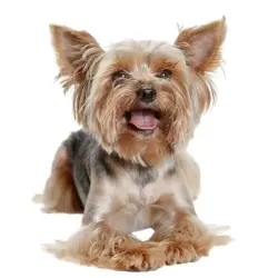 Lost Female Dog last seen She’s blonde on the head and very good driven. Please call, Alexandria, VA 22301
