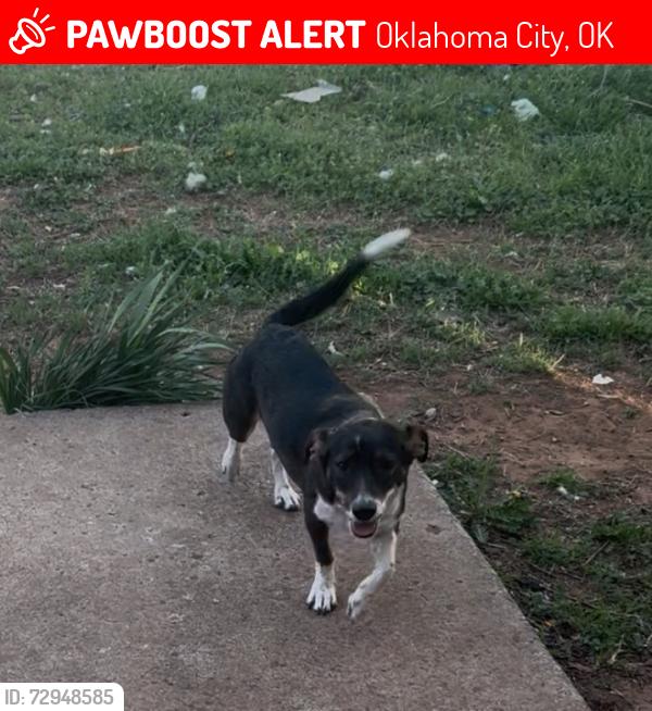 Lost Female Dog last seen Sunnylane. And 44, Oklahoma City, OK 73135