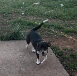 Lost Female Dog last seen Sunnylane. And 44, Oklahoma City, OK 73135