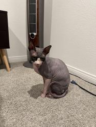 Reunited Unknown Cat last seen Haven and sweetbay, Ontario, CA 91761