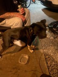 Reunited Male Dog last seen Near , Hemet, CA 92544