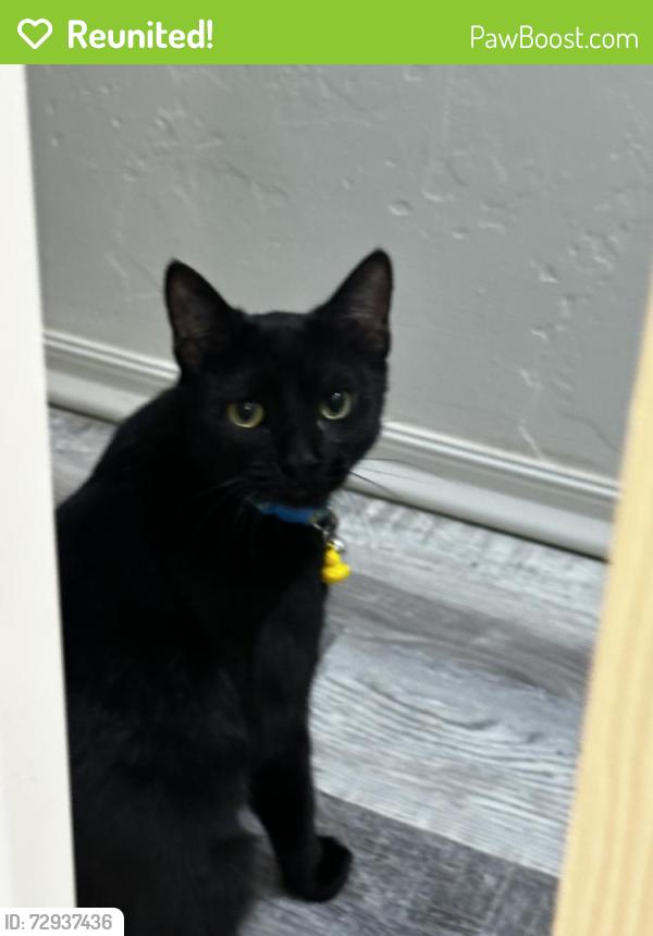 Reunited Male Cat last seen E Mouse Trail/Side Saddle Ln, Tucson, AZ 85756