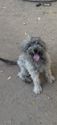 Lost Male Dog last seen 11st and South Mountain, Phoenix, AZ 85042