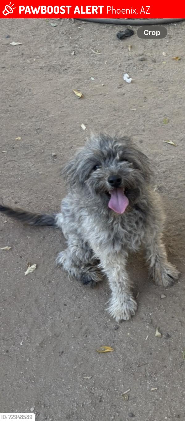 Lost Male Dog last seen 11st and South Mountain, Phoenix, AZ 85042