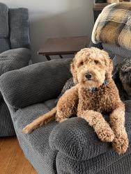 Reunited Male Dog last seen hawthorne ave and oxford , Westchester, IL 60154
