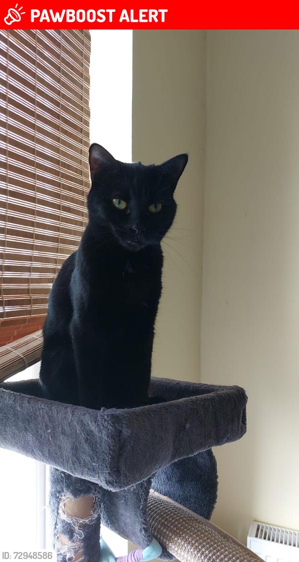 Lost Female Cat last seen Moray Road, Finsbury Park, England 