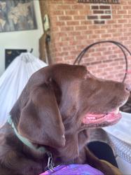Lost Female Dog last seen Hazelwood, Columbia, SC 29209