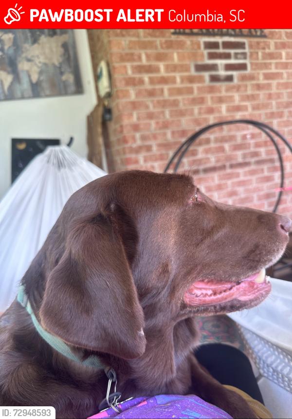 Lost Female Dog last seen Hazelwood, Columbia, SC 29209