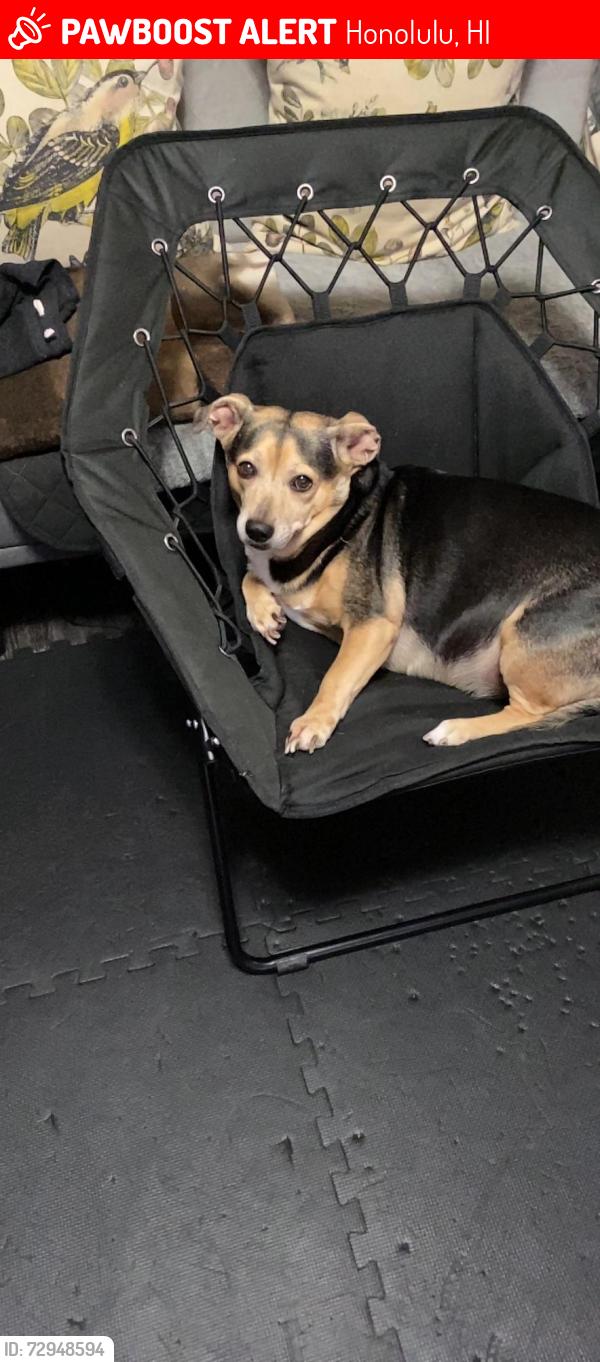 Lost Male Dog last seen Near Kapiolani blvd, Honolulu, HI 96826