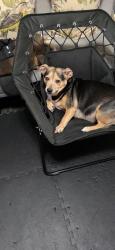 Lost Male Dog last seen Near Kapiolani blvd, Honolulu, HI 96826