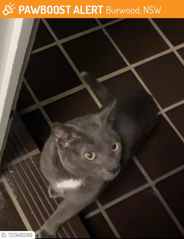 Found/Stray Unknown Cat last seen Woodstock Park, Burwood, NSW 2134