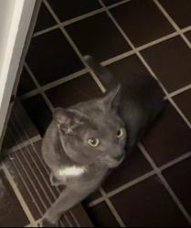 Found/Stray Unknown Cat last seen Woodstock Park, Burwood, NSW 2134
