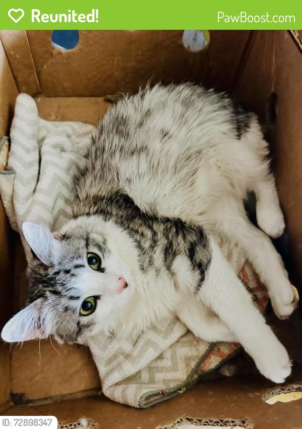 Reunited Male Cat last seen Abbey Street , Oakland, CA 94619