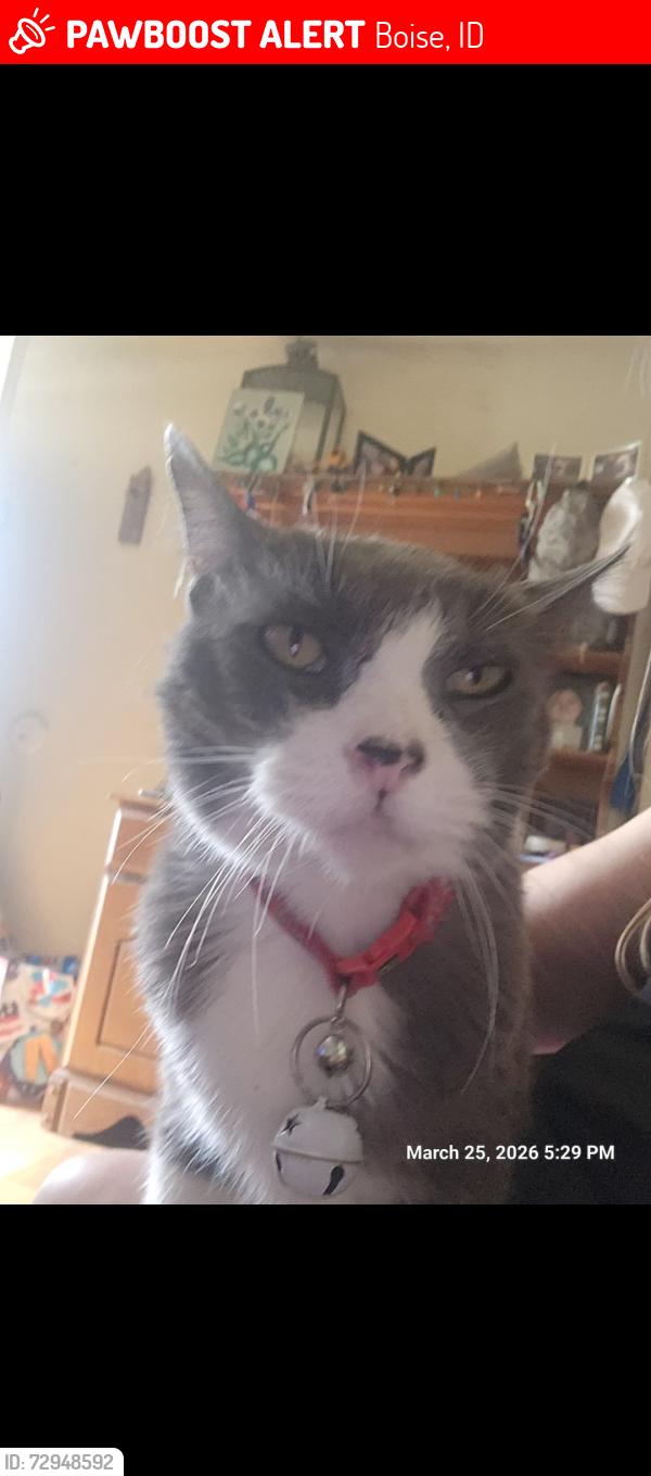Lost Male Cat last seen St Andrews Dr and Merrieweather dr, Boise, ID 83705