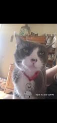 Lost Male Cat last seen St Andrews Dr and Merrieweather dr, Boise, ID 83705