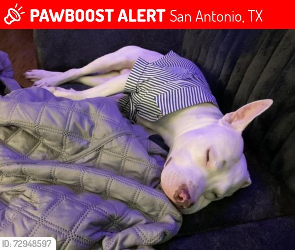 Lost Male Dog last seen Marbach road & 410, San Antonio, TX 78227