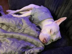 Lost Male Dog last seen Marbach road & 410, San Antonio, TX 78227