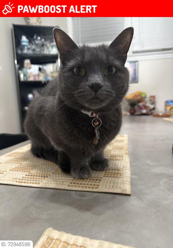 Lost Female Cat last seen Garrett rd and Bywood by the post office , Upper Darby Township, PA 19082